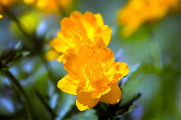 Makro Orangefarbener Globenblume Fuße Des Ergaki Western Sayan Einem Sonnigen — Stockfoto