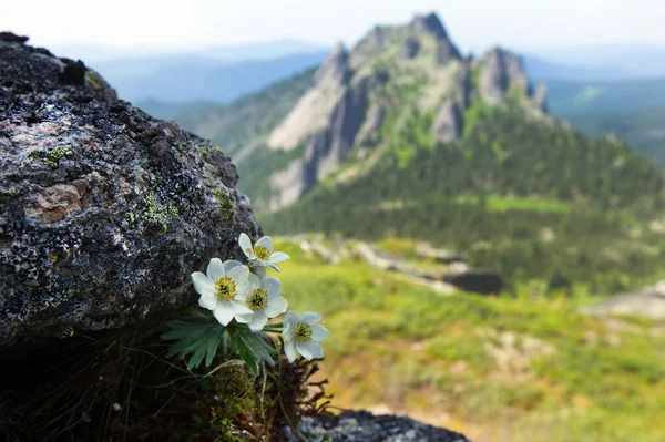 Close Beautiful White Flowers Rocks Mountains Western Sayan Sunny Summer — Stock Photo, Image