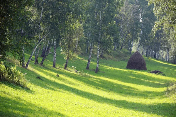 Beautiful Summer Landscape Birch Grove Urals Clear Sunny Day — Stock Photo, Image