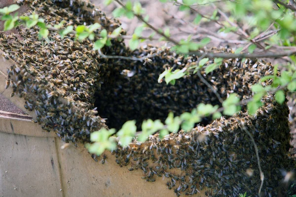 Rój Pszczół Miodnych Przylegających Drzewa Wiosna Ogrodzie — Zdjęcie stockowe