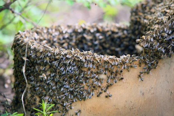 Uno Sciame Api Mellifere Aggrappate Una Sorgente Alberi Nel Giardino — Foto Stock