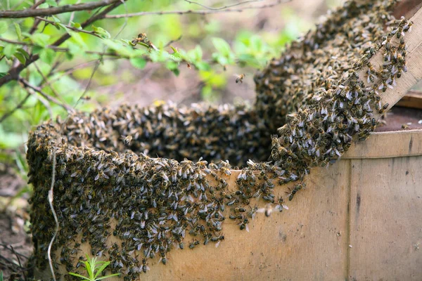Rój Pszczół Miodnych Przylegających Drzewa Wiosna Ogrodzie — Zdjęcie stockowe