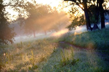 Yoğun sisli yaz manzarası sabahın erken saatlerinde ormanda şafakta