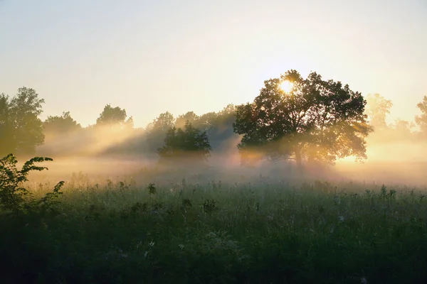 Letni Krajobraz Gęstej Mgły Wczesnym Rankiem Lesie Świcie — Zdjęcie stockowe