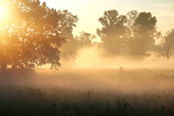 Paisaje Verano Niebla Densa Temprano Mañana Bosque Amanecer —  Fotos de Stock