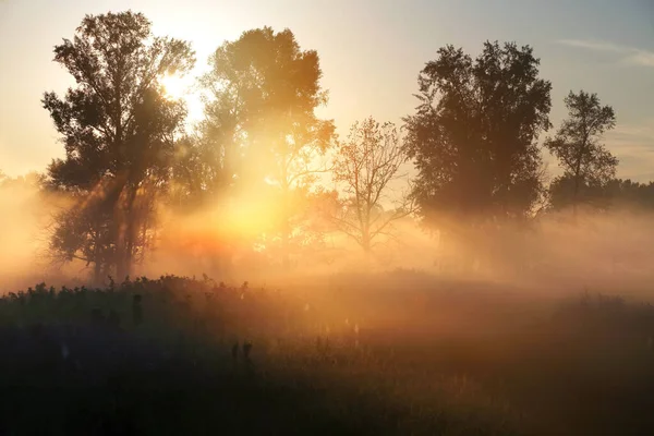 Літній Пейзаж Густого Туману Рано Вранці Лісі Світанку — стокове фото