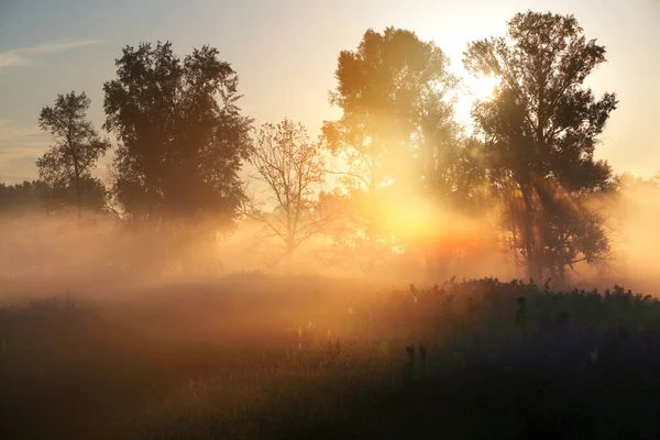 Nyári Táj Sűrű Köd Kora Reggel Erdőben Hajnalban — Stock Fotó