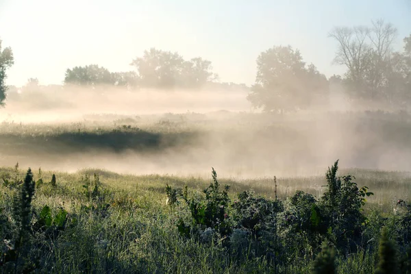 Paisaje Verano Niebla Densa Temprano Mañana Bosque Amanecer —  Fotos de Stock