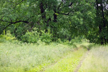 Bulutlu bir günde, yaprak döken ormandaki toprak yol.