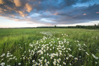Yaz çayırlarında gün batımında papatyaların yakın çekimi 