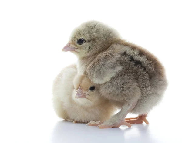 Close Kleine Flauschige Hühner Auf Einem Hellen Hintergrund Studio — Stockfoto