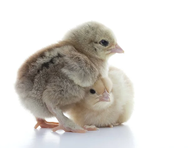 Close Kleine Flauschige Hühner Auf Einem Hellen Hintergrund Studio — Stockfoto