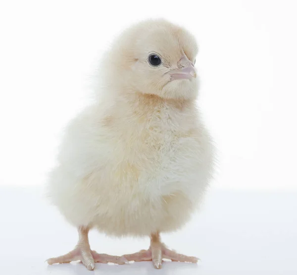 Close Een Kleine Pluizige Kip Een Lichte Achtergrond Studio — Stockfoto