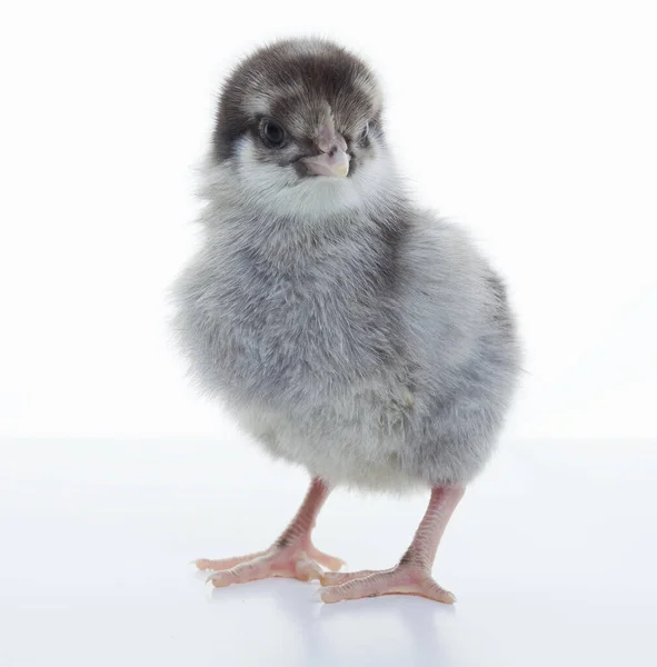 Primer Plano Pequeño Pollo Esponjoso Estudio Fondo Luz — Foto de Stock