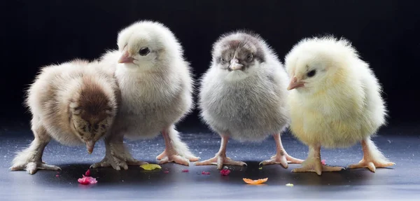 Крупным Планом Маленькие Пушистые Цыплята Темном Фоне Студии — стоковое фото