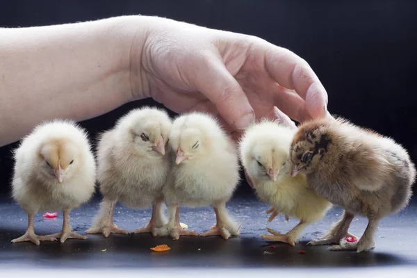Nahaufnahme Kleiner Flauschiger Hühner Auf Dunklem Hintergrund — Stockfoto