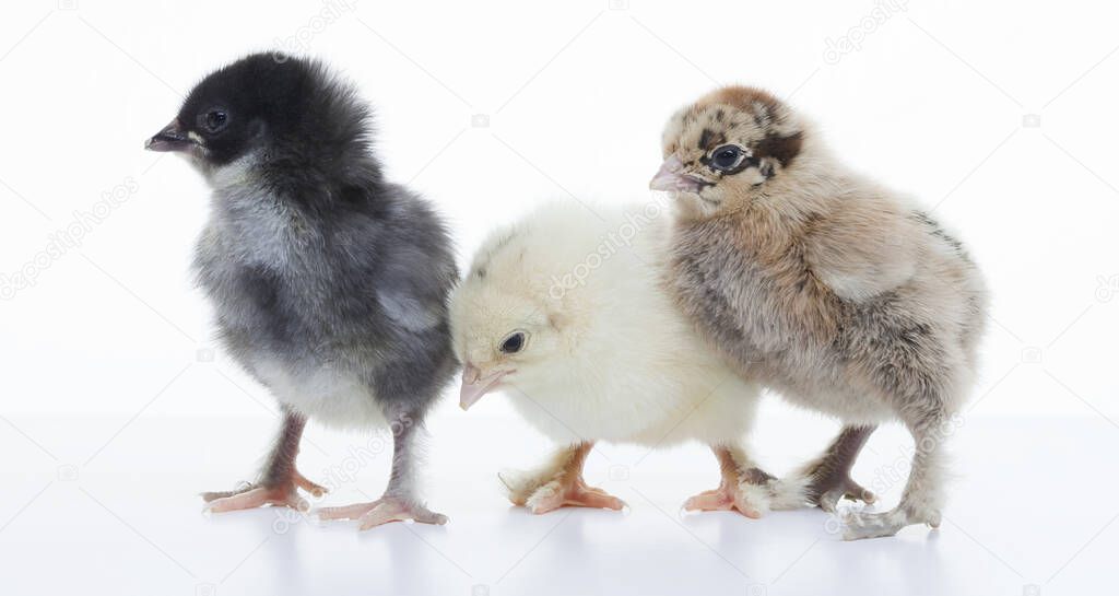 close-up small fluffy chickens on a light background studio