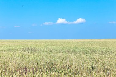 Yaz manzarası buğday tarlası ve yazları beyaz bulutlu mavi gökyüzü.