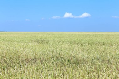 Yaz manzarası buğday tarlası ve yazları beyaz bulutlu mavi gökyüzü.