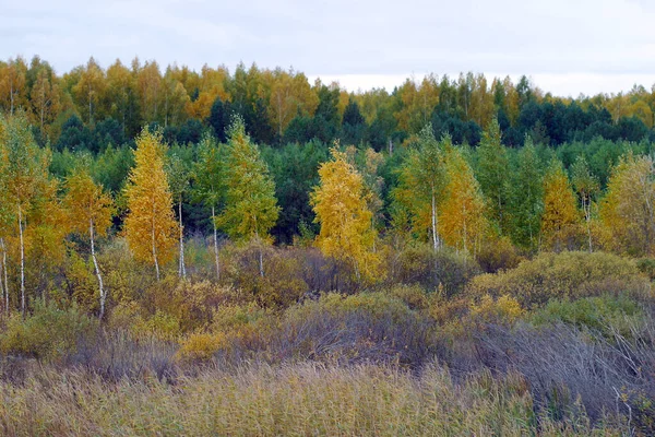 Scenic Herfst Landschap Met Kleurrijk Gebladerte Gemengd Bos Een Bewolkte — Stockfoto