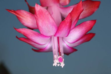 makro parlak kırmızı çiçek arkaplandaki aralık yeşil yapraklar odak dışı