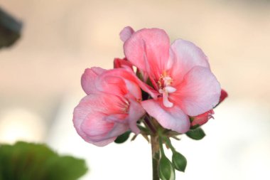 Makro, yumuşak pembe çiçekli bir sardunya filizi izole etti.