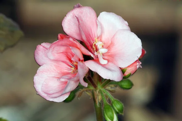 Одна Веточка Герани Мягкими Розовыми Цветками — стоковое фото
