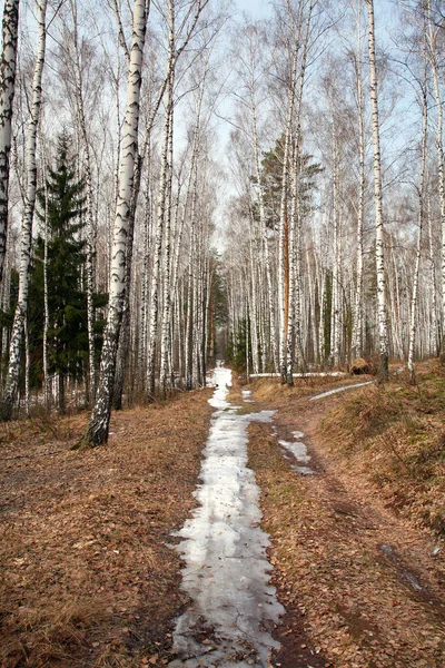 Camino Tierra Paisaje Con Nieve Bosque Abedules Principios Primavera —  Fotos de Stock