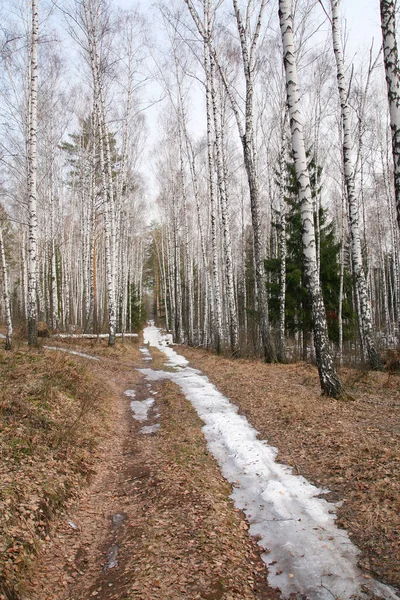Paisagem Sujeira Estrada Com Neve Uma Floresta Vidoeiro Início Primavera — Fotografia de Stock