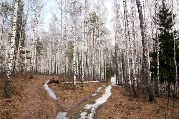Τοπίο Χωματόδρομος Χιόνι Ένα Δάσος Σημύδας Στις Αρχές Της Άνοιξης — Φωτογραφία Αρχείου