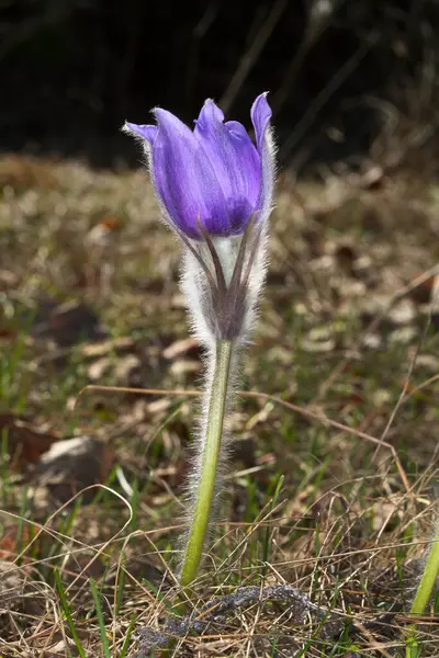 Macro Mooie Delicate Paarse Bloemen Sneeuwklokje Het Voorjaar Bos — Stockfoto