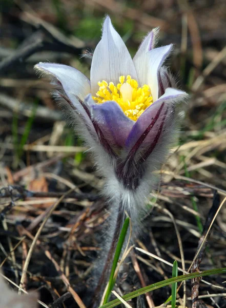 Macro Mooie Delicate Paarse Bloemen Sneeuwklokje Het Voorjaar Bos — Stockfoto