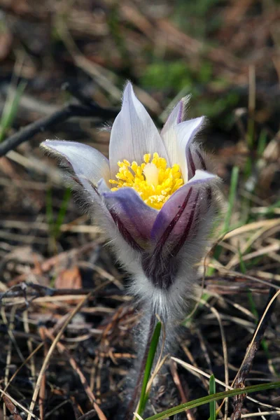 Macro Mooie Delicate Paarse Bloemen Sneeuwklokje Het Voorjaar Bos — Stockfoto