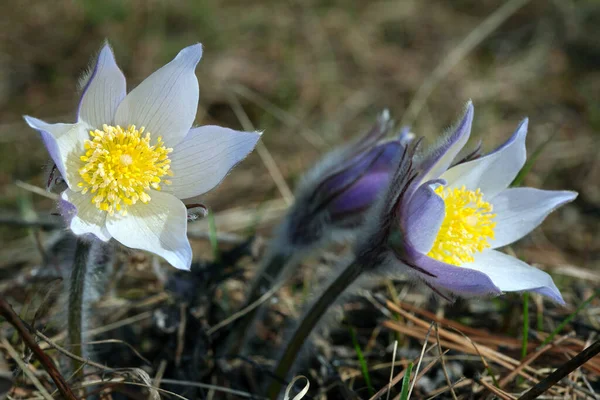 Macro Mooie Delicate Paarse Bloemen Sneeuwklokje Het Voorjaar Bos — Stockfoto