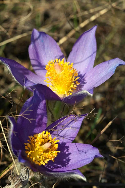 Macro Belles Fleurs Violettes Délicates Chute Neige Dans Forêt Printemps — Photo