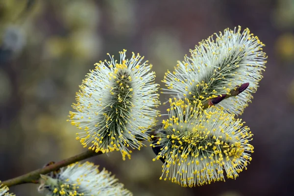 Makro Flauschige Weiden Zeitigen Frühling Wald Sanftem Licht — Stockfoto