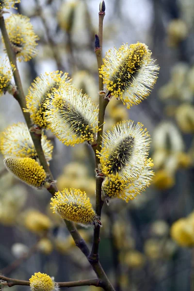 Saule Macropelucheux Début Printemps Dans Forêt Sous Une Lumière Douce — Photo