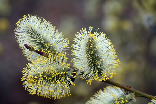 Makro Flauschige Weiden Zeitigen Frühling Wald Sanftem Licht — Stockfoto