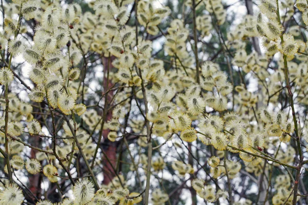 Saule Macropelucheux Début Printemps Dans Forêt Sous Une Lumière Douce — Photo