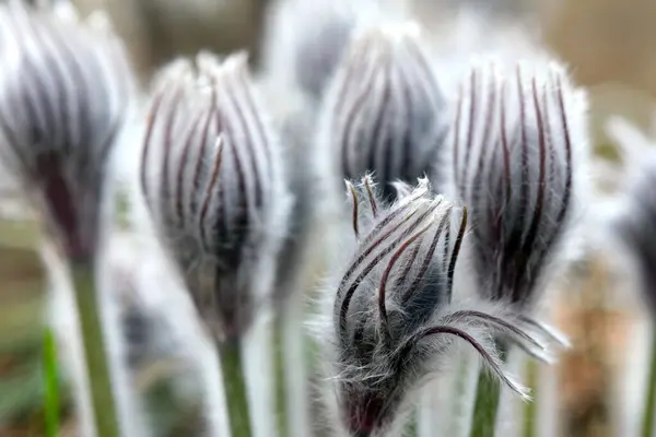 Makro Piękne Delikatne Fioletowe Kwiaty Śnieg Wiosennym Lesie — Zdjęcie stockowe