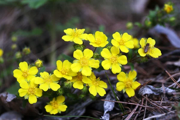 Makró Gyönyörű Sárga Boglárka Virágok Erdőben Kora Tavasszal — Stock Fotó