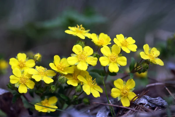 Makro Schöne Gelbe Ranunkelblüten Wald Zeitigen Frühling — Stockfoto