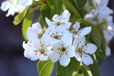bahçedeki elma ağaçlarının beyaz çiçekleri güneşli bir bahar gününde