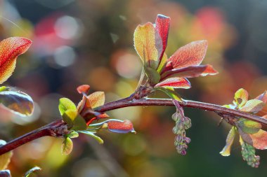 Baharın bahçesindeki parlak güneş ışığında meyve ağaçlarının makrosu filizleniyor.