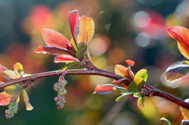 Baharın bahçesindeki parlak güneş ışığında meyve ağaçlarının makrosu filizleniyor.
