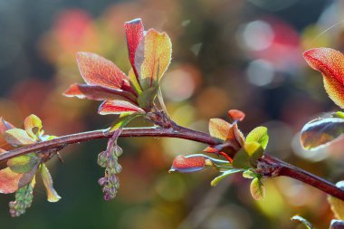 Baharın bahçesindeki parlak güneş ışığında meyve ağaçlarının makrosu filizleniyor.