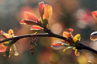 Baharın bahçesindeki parlak güneş ışığında meyve ağaçlarının makrosu filizleniyor.