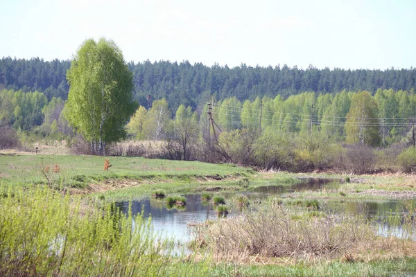 Paisaje Primavera Tranquilo Río Tranquilo Cerca Del Roble Día Soleado —  Fotos de Stock