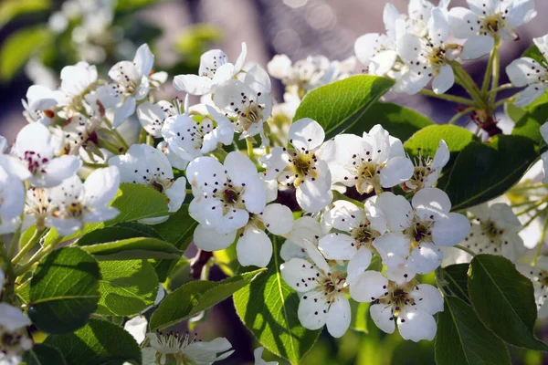 Macro Flores Blancas Manzanos Jardín Soleado Día Primavera — Foto de Stock