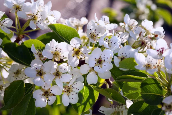 Bahçedeki Elma Ağaçlarının Beyaz Çiçekleri Güneşli Bir Bahar Gününde — Stok fotoğraf